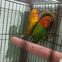 جفت طوطی کوتوله برزیلی