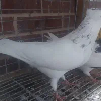 طوقی نرکرم خال قهوه ای|پرنده|فولادشهر, مسکن مهر فولادشهر|دیوار