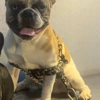 فرنچ بولداگ|سگ|ابریشم, |دیوار