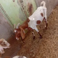 بز سانن شیری لنگ جمل دو زه داده حالا هم شیر میده