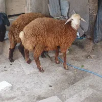 توغلی نر چاق