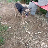 ژرمن و پیتبول|سگ|صومعه‌سرا, |دیوار