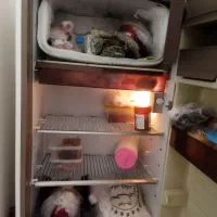 یخچال|یخچال و فریزر|سامن, |دیوار