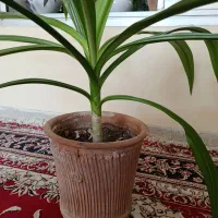 گل سوسن عنکبوتی