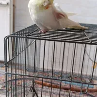 عروس هلندی|پرنده|رباطکریم, رباطکریم|دیوار