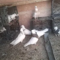 یه گنجه طوقی|پرنده|هشتگرد, |دیوار