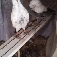 یک جفت کبوتر پرشی ساعت سنگین به شرط