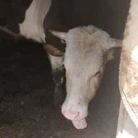 گاو نر سالم مناسب|حیوانات مزرعه|ماهنشان, |دیوار