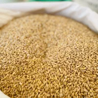 خشکبار افشاری|خوردنی و آشامیدنی|آبیک, |دیوار