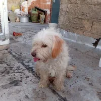 سگ پا کوتاه|سگ|هشتگرد, ینگی امام|دیوار