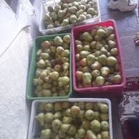 گلابی فرنگی