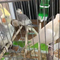 عروس هلندی|پرنده|تهران, مقدم|دیوار