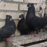 زاغ آبادانی