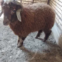 بره نر  گوسفند