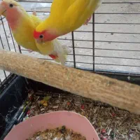 طوطی کوتوله