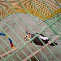 یک جفت عروس هلندی نژاد مینیاتوری و لیمویی|پرنده|تبریز, |دیوار