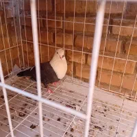 کله سفید ماده