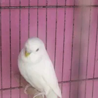 مرغ عشق نر|پرنده|شیراز, احمدآباد|دیوار