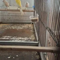 تعدادی قناری رسمی بلند سایز دار