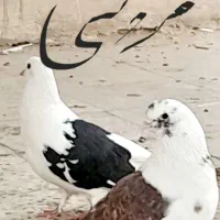 نردوکت تهرانی باماده دوکت مشکی