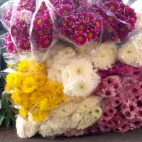 گل/داودی/بسته 10 تایی تعداد محدود