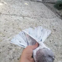 کفتر پرشی. بوربوری. پیس خال سرور. کلدار|پرنده|قم, علی آباد سعدگان|دیوار