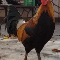 خروس لری|حیوانات مزرعه|مبارکه, |دیوار