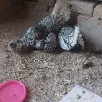 مرغ و خروس پولند و کوشین و جوجه سبرایت|حیوانات مزرعه|کاشان, پشت شهربانی|دیوار