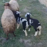 دوعدد میش همراه بره