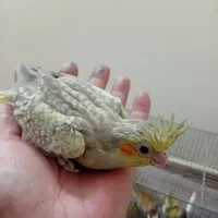 جوجه عروس هلندی