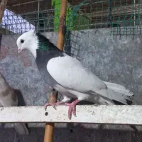 کبوتر طوقی|پرنده|شهریار, شهرک شاهد|دیوار