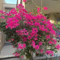 منزل ویلایی پانصد دستگاه ارتش