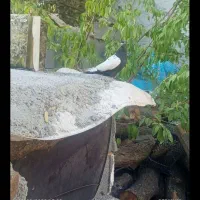 سینه ای معاوضه دارم م معلقی|پرنده|یاسوج, |دیوار