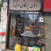 پرنده  سگ، گربه، خرگوش|پرنده|لاهیجان, کوی زمانی|دیوار