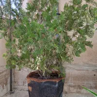 فروش گل، کاج، یوکا، آلوورا، کاکتوس|گل و گیاه طبیعی|تهران, شهرک فردوس (حسینی)|دیوار