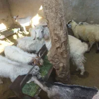 کهره،بره                               شهرک توحید