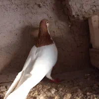 ساده کفتر|پرنده|نیشابور, حقیه|دیوار