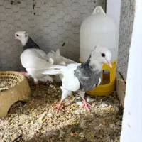 مفلق طوقی الماسی