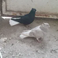 دم سفید درجه یک