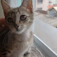 واگذاری گربه