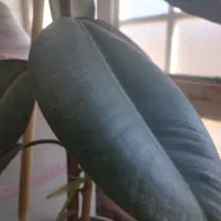 گل فیکوس|گل و گیاه طبیعی|خواف, |دیوار