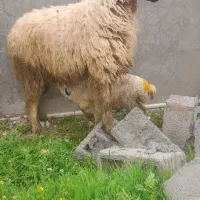 کاوره‌زا ذوله اصل