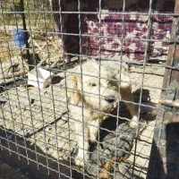 پاکوتاه واگذاری|سگ|کبودرآهنگ, |دیوار