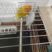 یک جفت طوطی برزیلی مولد|پرنده|الیگودرز, |دیوار