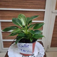 گل های آپارتمان