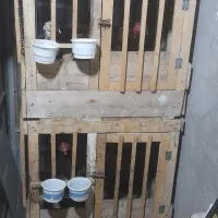 خروس لاری|حیوانات مزرعه|رشت, بازار|دیوار