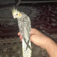عروس هلندی پروانه ای