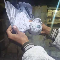 کبوتر پرشی|پرنده|ماهنشان, |دیوار