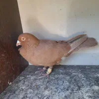 چند تا گرفتنی زرنگ