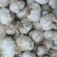 موسیر سالم ارگانیک